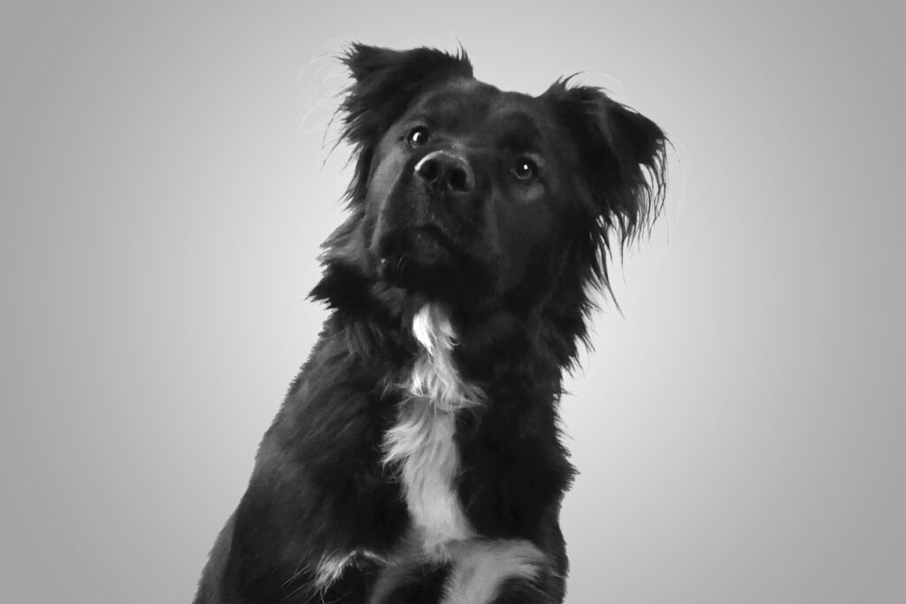 Bernie, Chief Barketing Officer